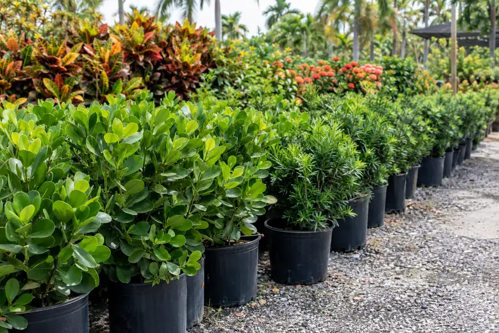 Clusia and Podocarpus privacy hedge plants in 7-gallon nursery pots