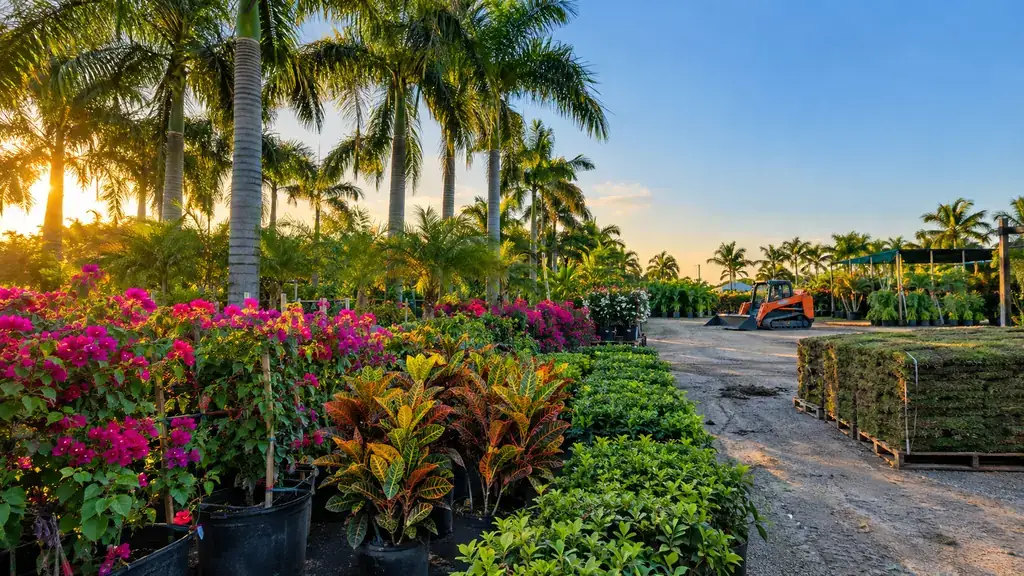 Rows of palms, crotons, bougainvillea and hedge plants beside sod pallets at a South Florida nursery