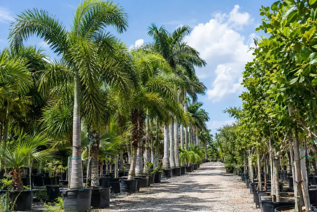 Container-grown foxtail, royal and shade trees lining a nursery aisle