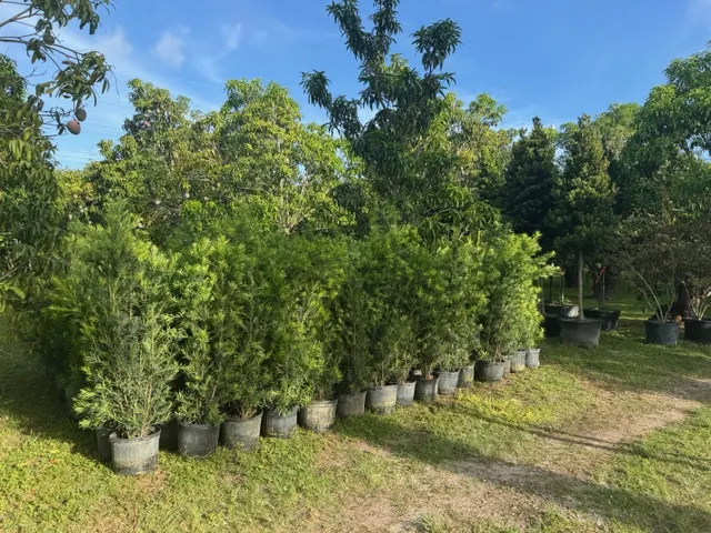 Row of container privacy hedge plants ready for installation