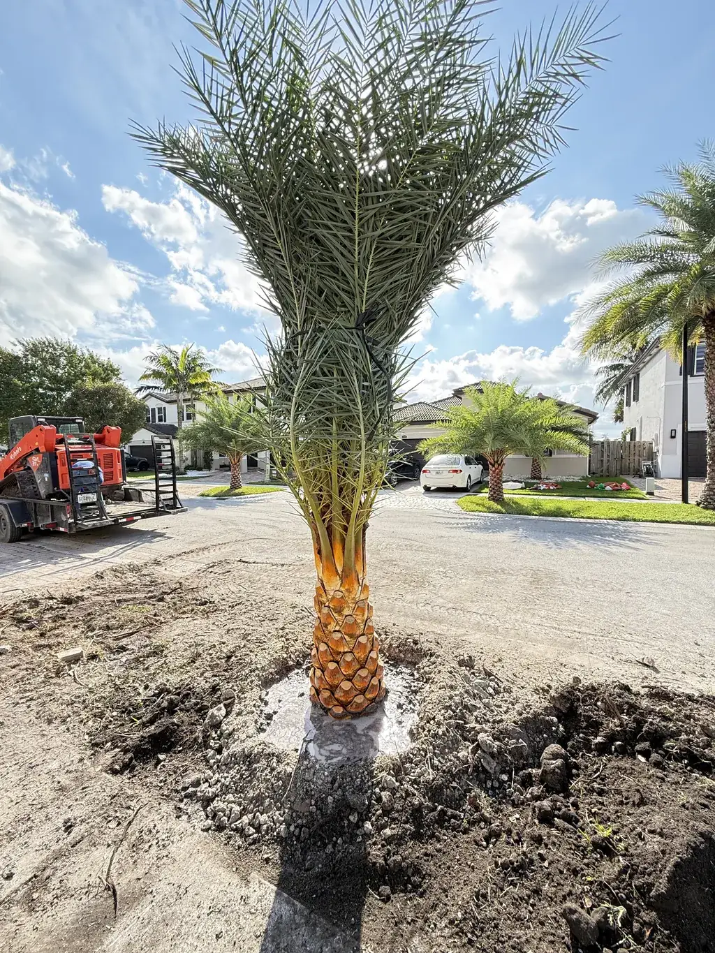 Newly installed date palm planted by RGS with the equipment trailer on site