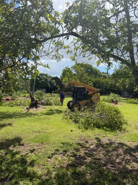 RGS loader clearing cut branches under a large shade tree